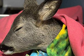 Dramatyczna akcja ratunkowa w Gostyniu - Koźlę walczyło o życie na mrozie