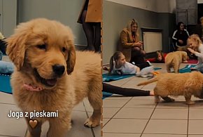 Joga, która merda ogonem! Ciekawe zajęcia w śremskiej podstawówce z psiakami