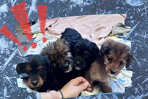 Wyrok śmierci na mrozie. Cztery szczeniaki porzucone na polu w samym środku zimy!