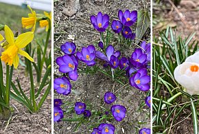 Sprawdź jak Śrem wygląda po zimie! Pierwsze kolory wiosny w parkach i na balkonach