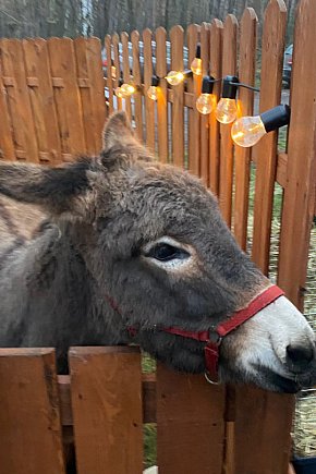 Kiermasz w Książu Wlkp.-5723