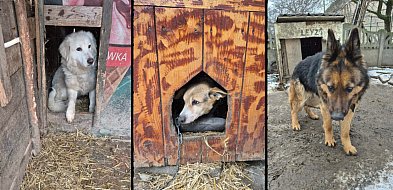 Lawina zgłoszeń w schronisku! Znamy bilans interwencji zwierzęcych w regionie
