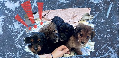 Wyrok śmierci na mrozie. Cztery szczeniaki porzucone na polu w samym środku zimy!