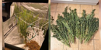 Namiot pełen narkotyków w gminie Brodnica! Policja przejęła kilogramy marihuany