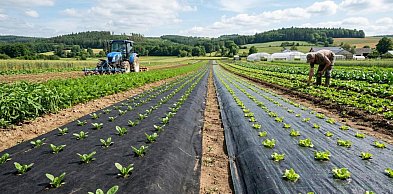 Agrowłóknina czy agrotkanina? 5 kluczowych różnic, które musisz znać przed zakupem