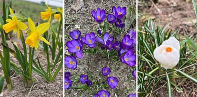 Sprawdź jak Śrem wygląda po zimie! Pierwsze kolory wiosny w parkach i na balkonach