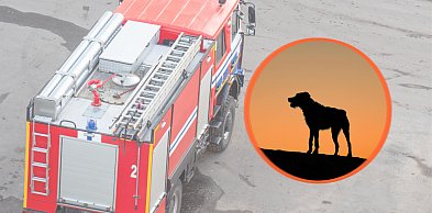 Akcja ratunkowa w Marianowie - Pies utknął w wąskiej rurze melioracyjnej