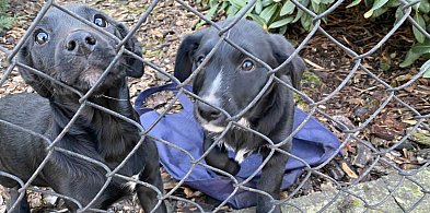 "Wyrzucone jak świąteczne śmieci" - Dramat szczeniaków z materiałowej torby-85497