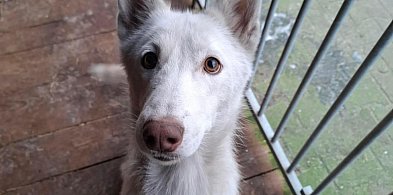 Porzucona w Wigilię. Dramat suczki Elzy pod Poniecem-85915