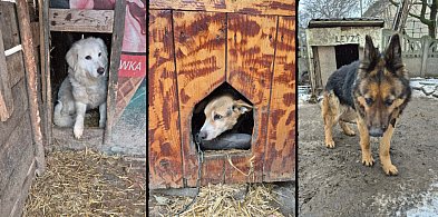 Lawina zgłoszeń w schronisku! Znamy bilans interwencji zwierzęcych w regionie