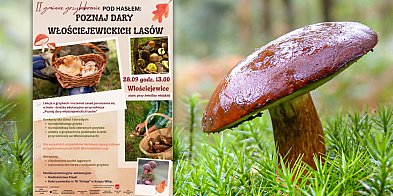 Gminne grzybobranie we Włościejewicach-83050