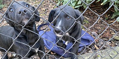 "Wyrzucone jak świąteczne śmieci" - Dramat szczeniaków-85497