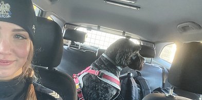 Strach w oczach i merdający ogon na koniec. Śremscy pol-85741