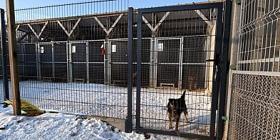 Nowa jakość opieki w Schronisku w Gaju. Remont strefy d-85936