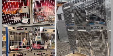 Moc ratowania życia w Gaju - Do schroniska trafił inkub-86002