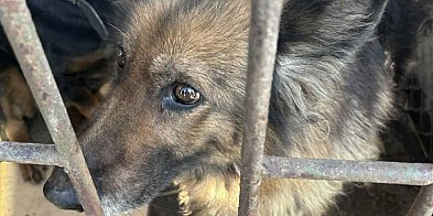 Piekło w 5 dni! -14 psich nieszczęść i dramatyczny apel