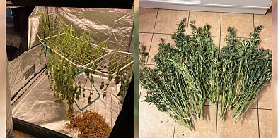 Namiot pełen narkotyków w gminie Brodnica! Policja prze