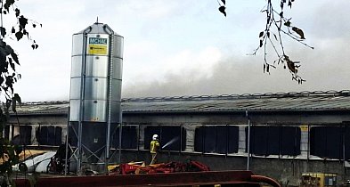 50 krów w ostatniej chwili wyprowadzonych z obory! Płomienie sięgały dachu-83565
