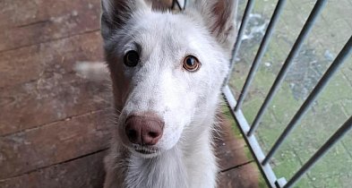 Porzucona w Wigilię. Dramat suczki Elzy pod Poniecem-85915