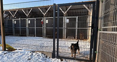 Nowa jakość opieki w Schronisku w Gaju. Remont strefy dla psów wycofanych-85936