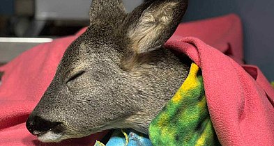 Dramatyczna akcja ratunkowa w Gostyniu - Koźlę walczyło o życie na mrozie