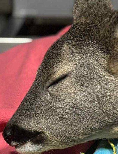 Dramatyczna akcja ratunkowa w Gostyniu - Koźlę walczyło o życie na mrozie