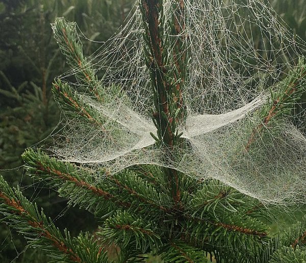 Kupujesz żywą choinkę na święta? Ten szczegół łatwo przeoczyć-85356