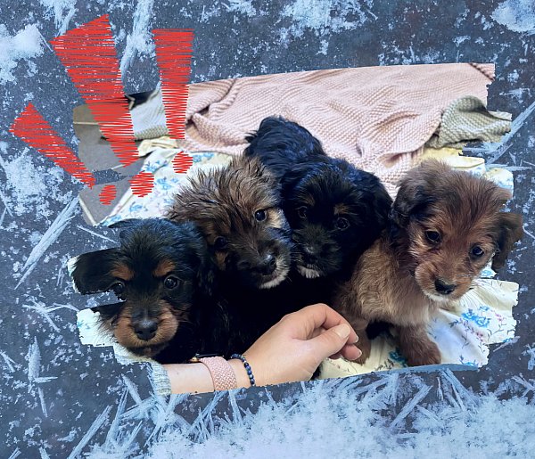 Wyrok śmierci na mrozie. Cztery szczeniaki porzucone na polu w samym środku zimy!