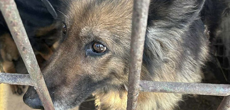 Piekło w 5 dni! -14 psich nieszczęść i dramatyczny apel Schroniska w Gaju!