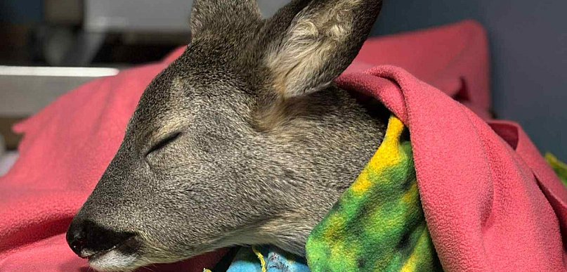 Dramatyczna akcja ratunkowa w Gostyniu - Koźlę walczyło o życie na mrozie