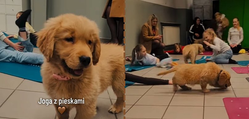 Joga, która merda ogonem! Ciekawe zajęcia w śremskiej podstawówce z psiakami