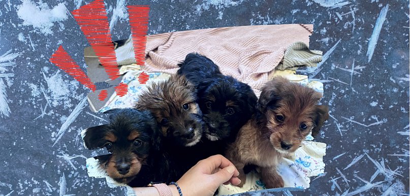 Wyrok śmierci na mrozie. Cztery szczeniaki porzucone na polu w samym środku zimy!