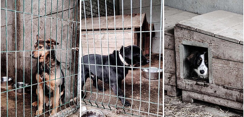 Z piekła do Gaju. Trzy psy z zamkniętego schroniska w Sobolewie mają nowe życie!