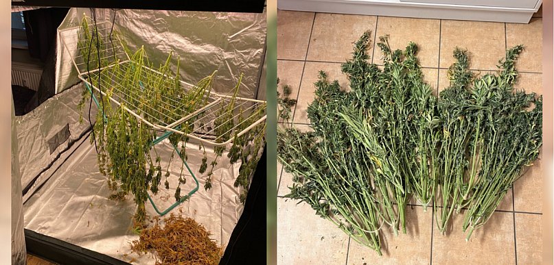 Namiot pełen narkotyków w gminie Brodnica! Policja przejęła kilogramy marihuany