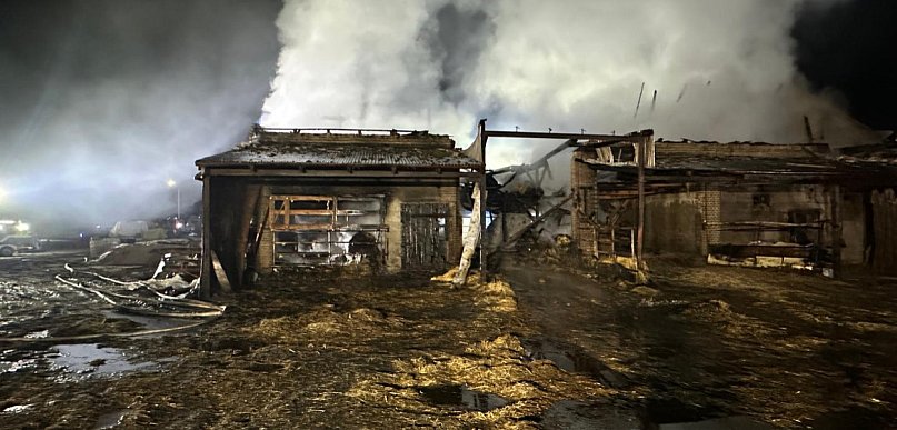 Nocna walka o życie zwierząt w Mościszkach - Przez pożar zginęło 20 byków