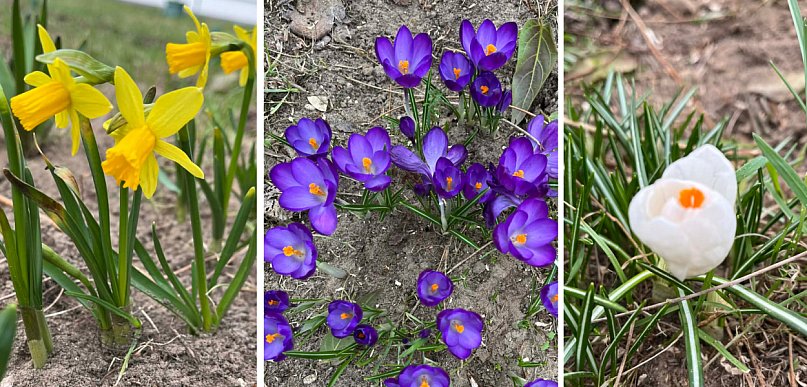 Sprawdź jak Śrem wygląda po zimie! Pierwsze kolory wiosny w parkach i na balkonach