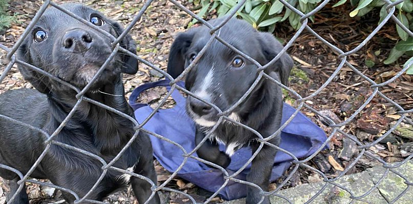 "Wyrzucone jak świąteczne śmieci" - Dramat szczeniaków z materiałowej torby - 85497