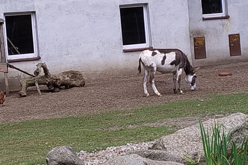 Nowi mieszkańcy śremskiego ZOO
