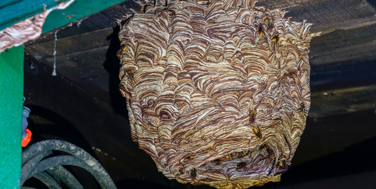 Jak postępować z gniazdem szerszeni? Śremska Straż Pożarna wyjaśnia