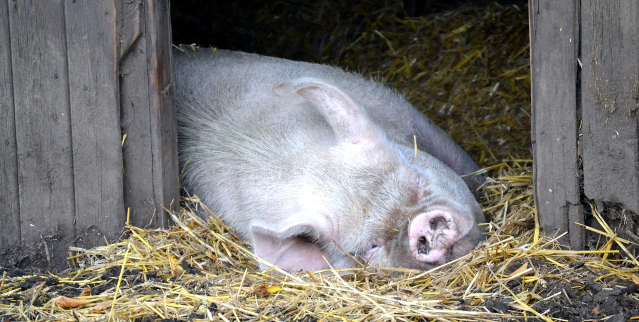 Powiatowy Lekarz Weterynarii w Śremie przestrzega przed upałami.