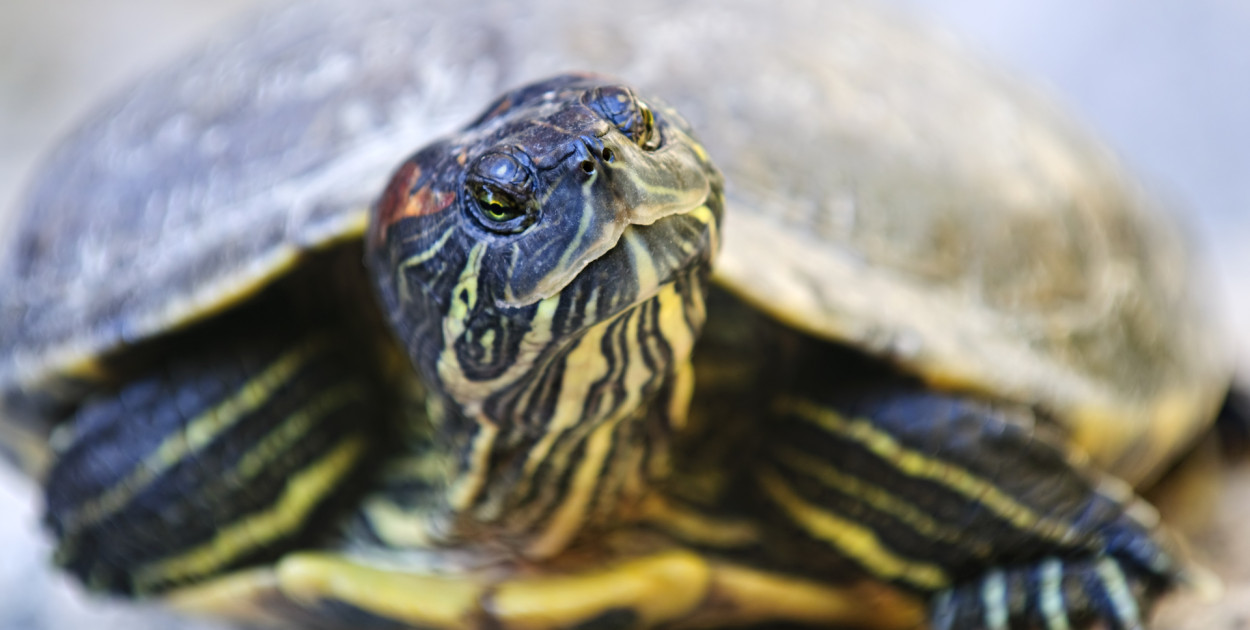 Egzotyczny gad został znaleziony nad jeziorem w Śremie.