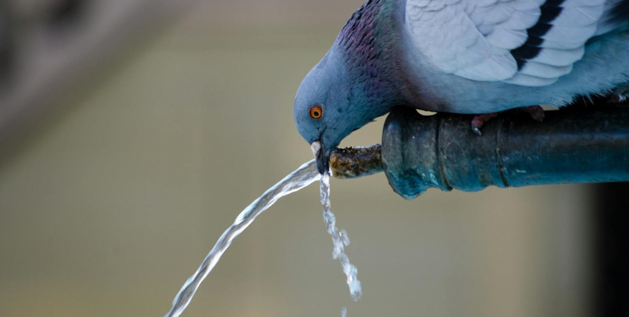 Biegunka u gołębi hodowlanych – co może być przyczyną?