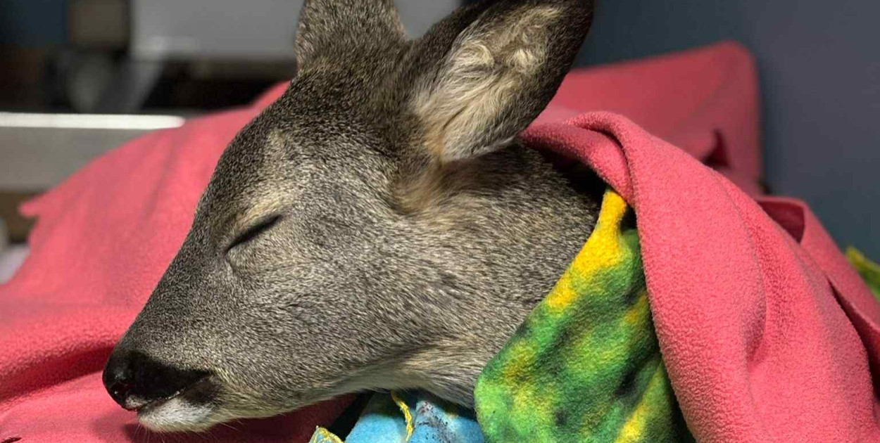 Dramatyczna akcja ratunkowa w Gostyniu - Koźlę walczyło o życie na mrozie