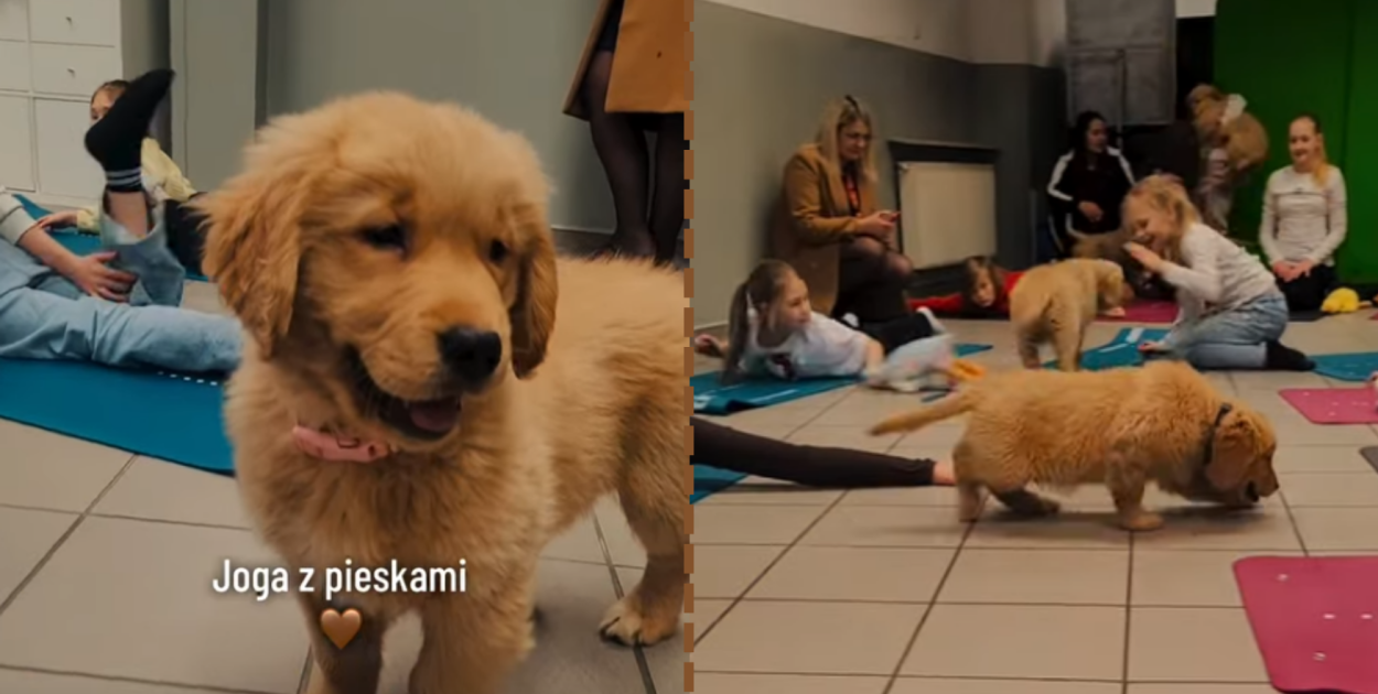 Joga, która merda ogonem! Ciekawe zajęcia w śremskiej podstawówce z psiakami