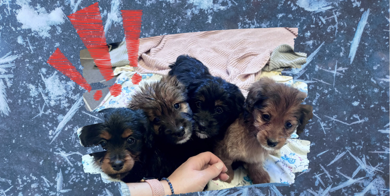 Wyrok śmierci na mrozie. Cztery szczeniaki porzucone na polu w samym środku zimy!