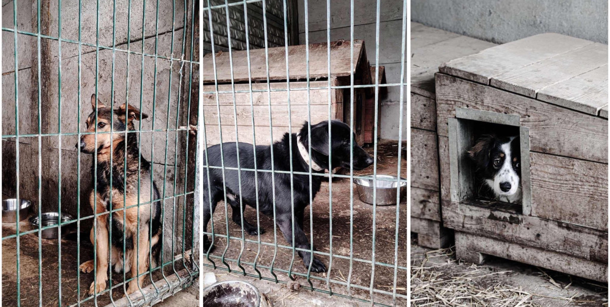 Z piekła do Gaju. Trzy psy z zamkniętego schroniska w Sobolewie mają nowe życie!