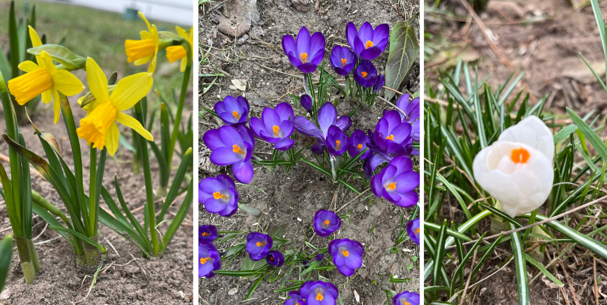 Sprawdź jak Śrem wygląda po zimie! Pierwsze kolory wiosny w parkach i na balkonach